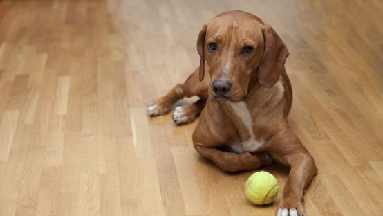 木製の床で家で遊ぶのを待っている犬