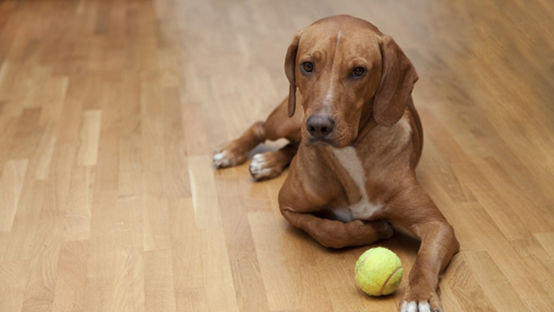 Perro esperando para jugar en casa en piso de madera