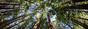 Looking up at a circle of trees