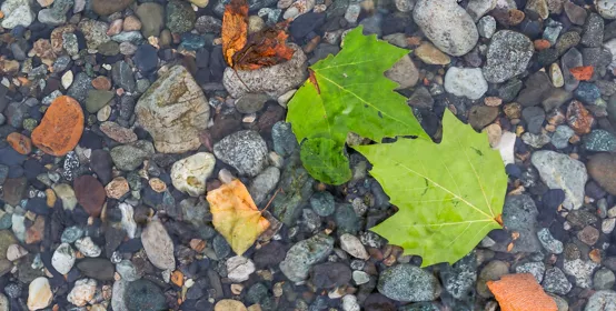 Hydrophobic leaves floating on water