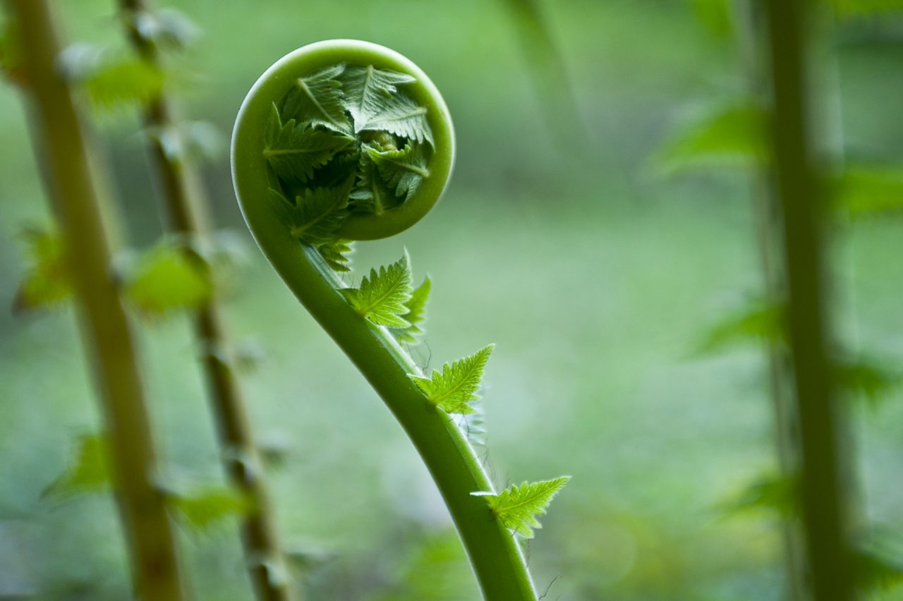 Green plant with curled stem