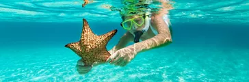 young woman in white swimsuit with snorkel and mask snorkeling with an alive starfish in the Caribbean waters