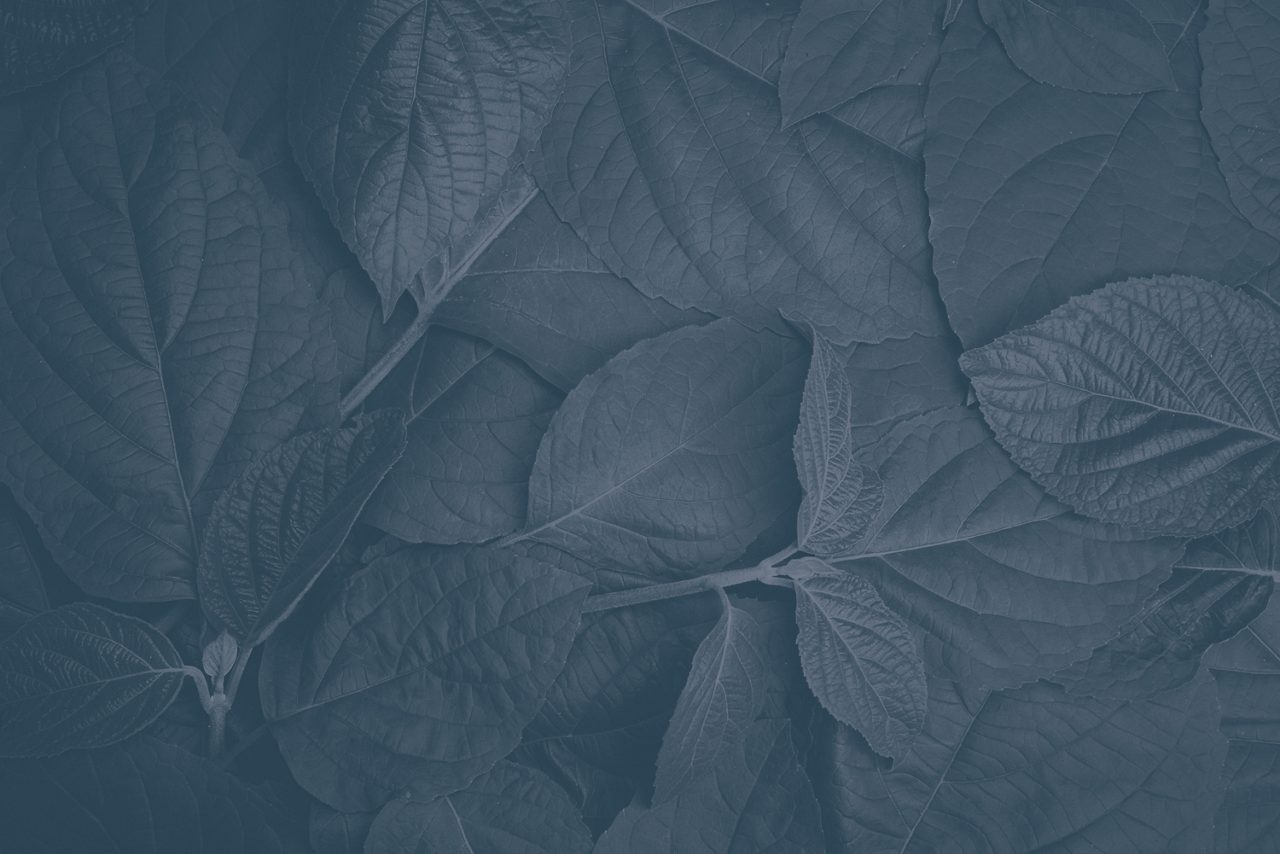 Textured background of leaves 