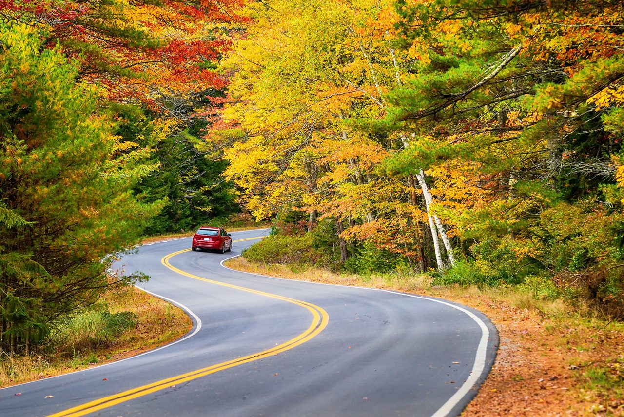 Car driving down countryside road with pine trees