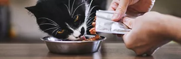 Domestic life with pet. Man feeding his hungry cat at home.
