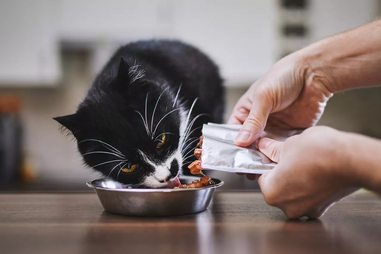 Cat eating food from a retort pouch