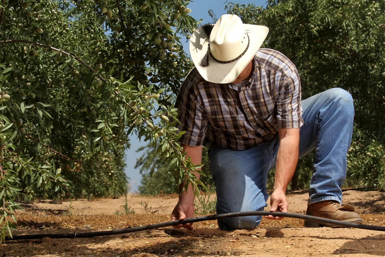 Man investigating microirrigation pipe