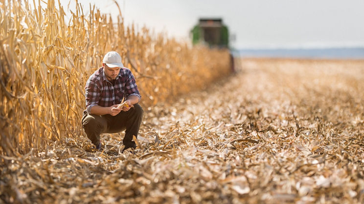 Farmer in corn fields