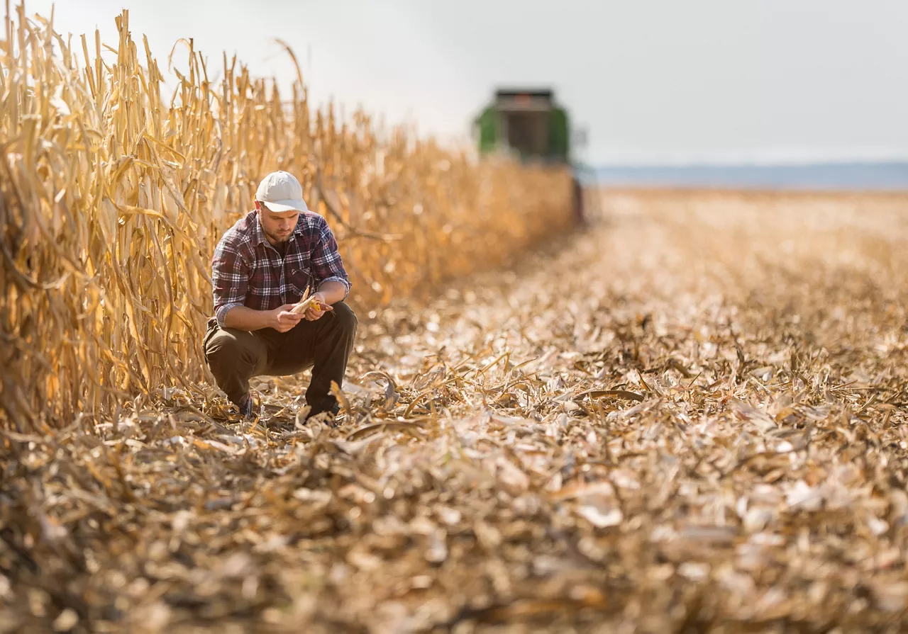 Farmer in corn fields