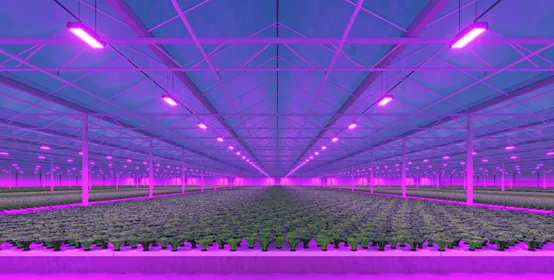Industrial greenhouse with LED lighting