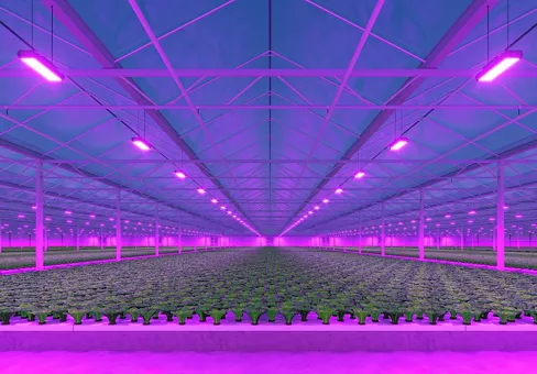 Industrial greenhouse with LED lighting