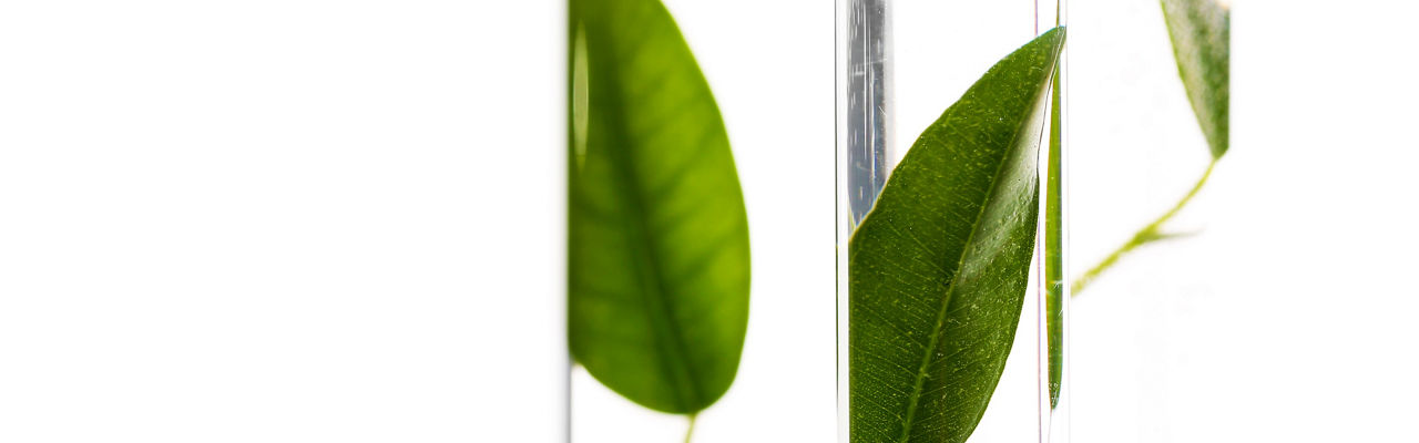 Green leaves in test tubes isolated on white 