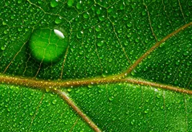 macrophotograph of a dewy tropical leaf - leaf in the detail
