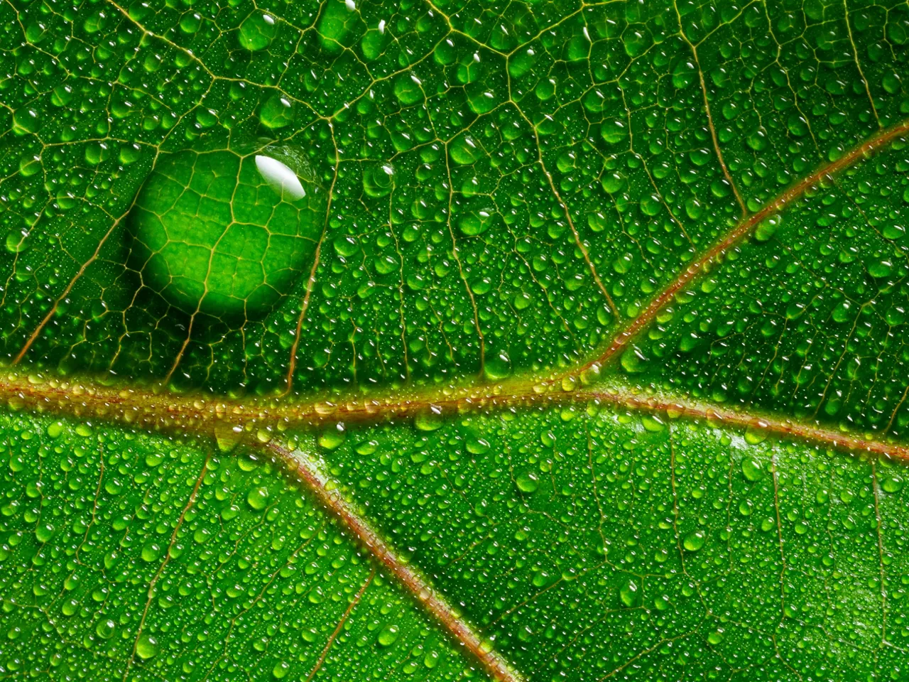 macrophotograph of a dewy tropical leaf - leaf in the detail
