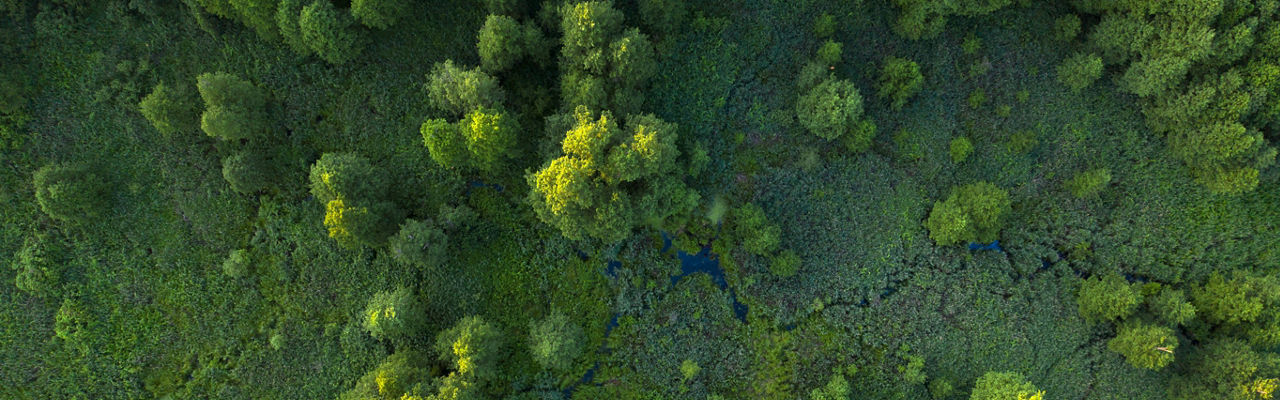 Rayos de luz solar que brillan a través del follaje verde en un bosque despejado