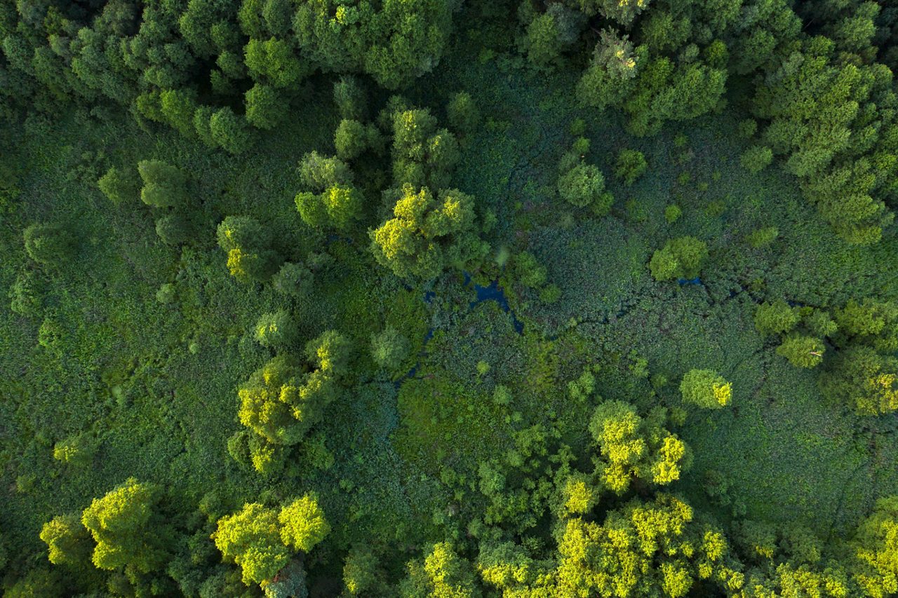 Rays of sunlight shining through green foliage in a forest clearing 