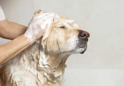 A dog taking a shower with soap and water