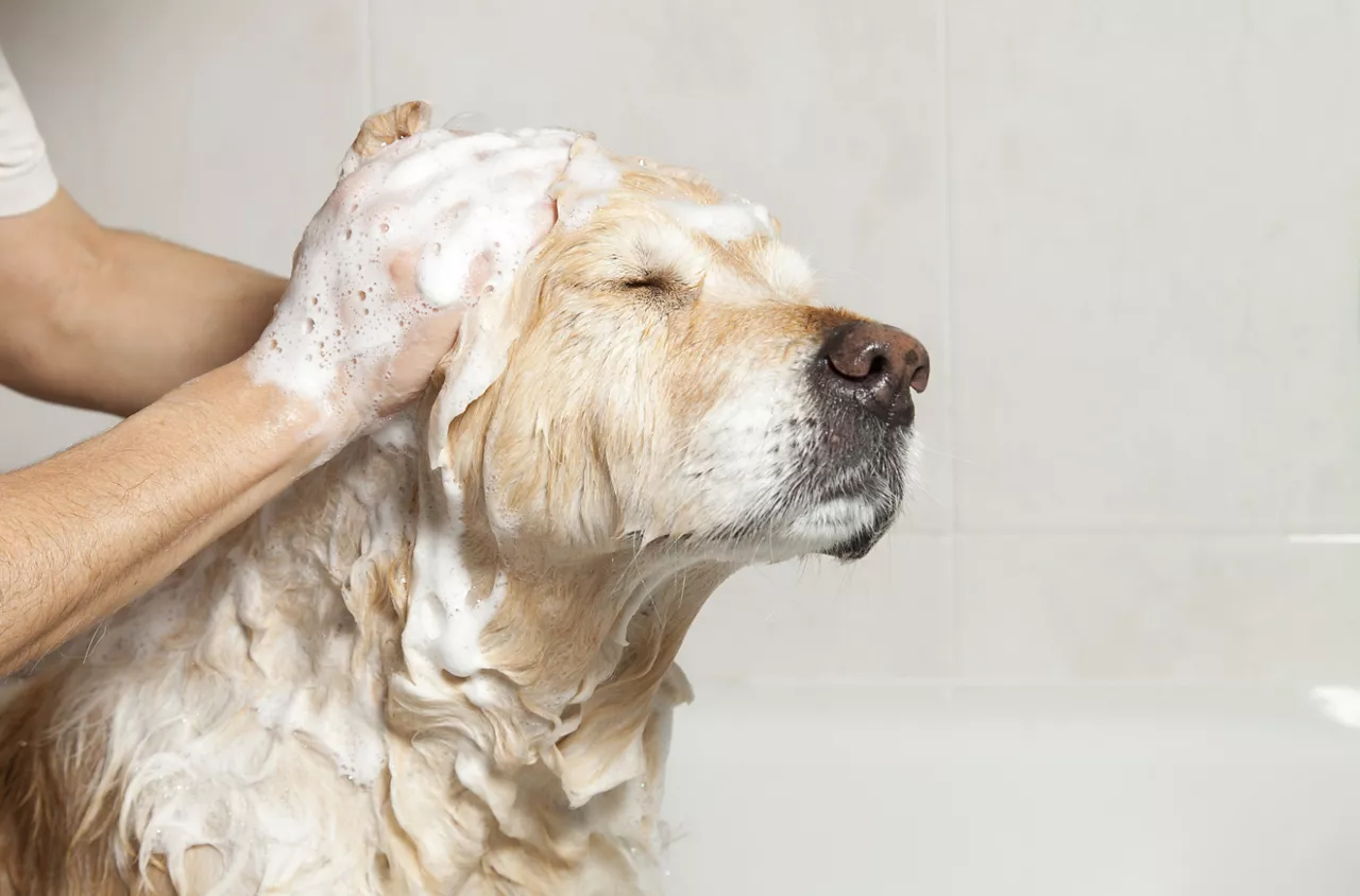 A dog taking a shower with soap and water