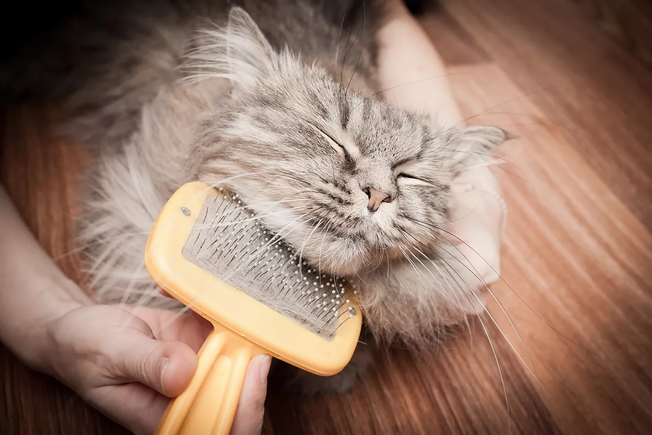 cat grooming