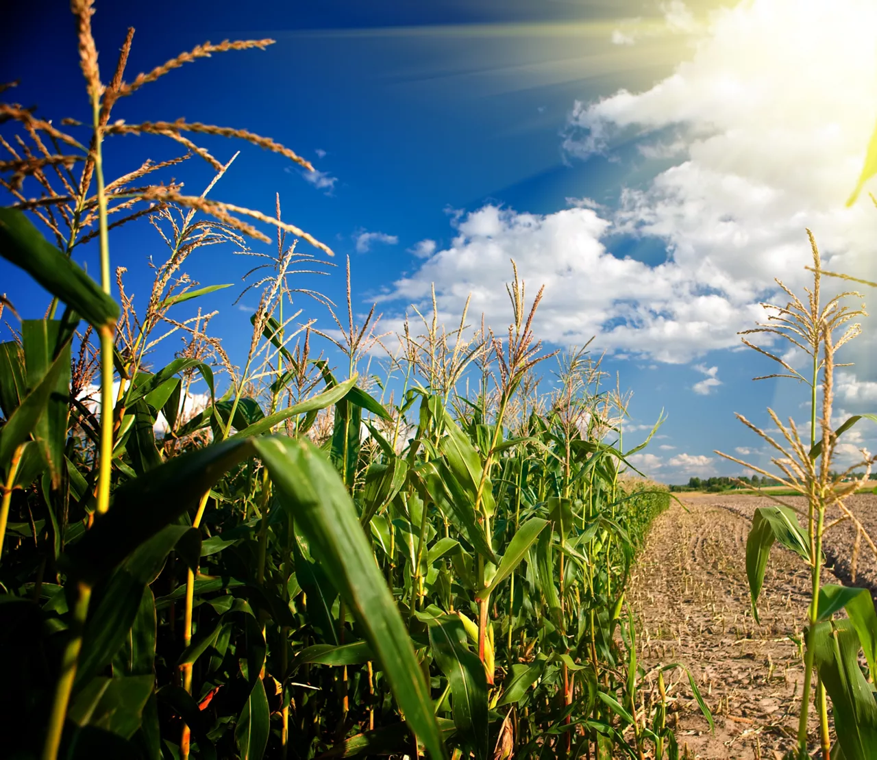 Corn field on a bright summer day  